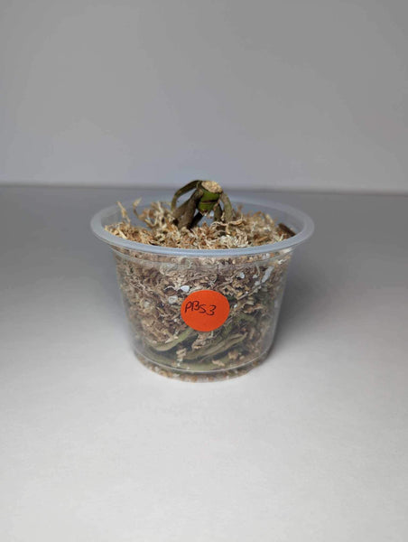 Anthurium Papillilaminum x Black Sweet (WETSTICK) - PBS3