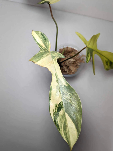 Philodendron Florida Beauty - FLO