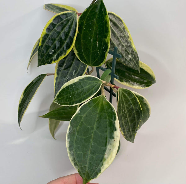 Hoya Macrophylla Variegated - 5