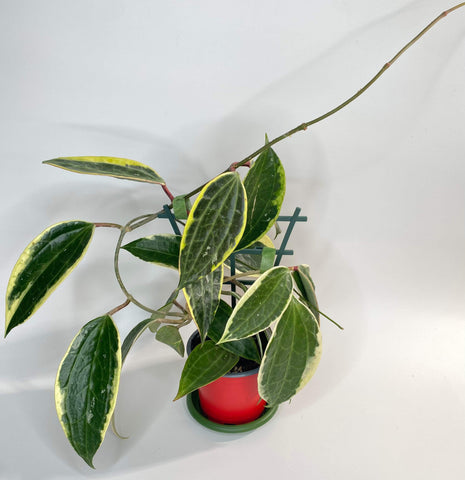 Hoya Macrophylla Variegated - 5