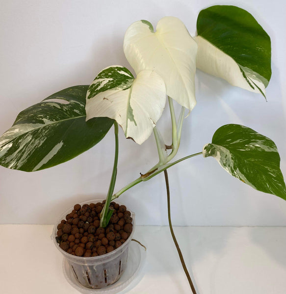 Monstera Albo - 2