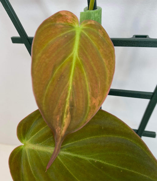 Philodendron Micans Variegated - J1