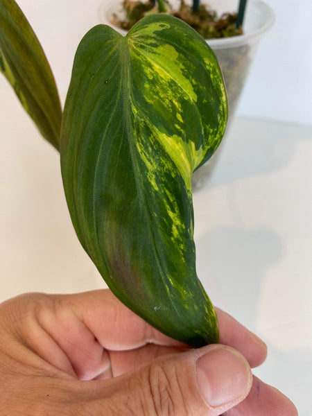 Philodendron Micans Variegated - J1