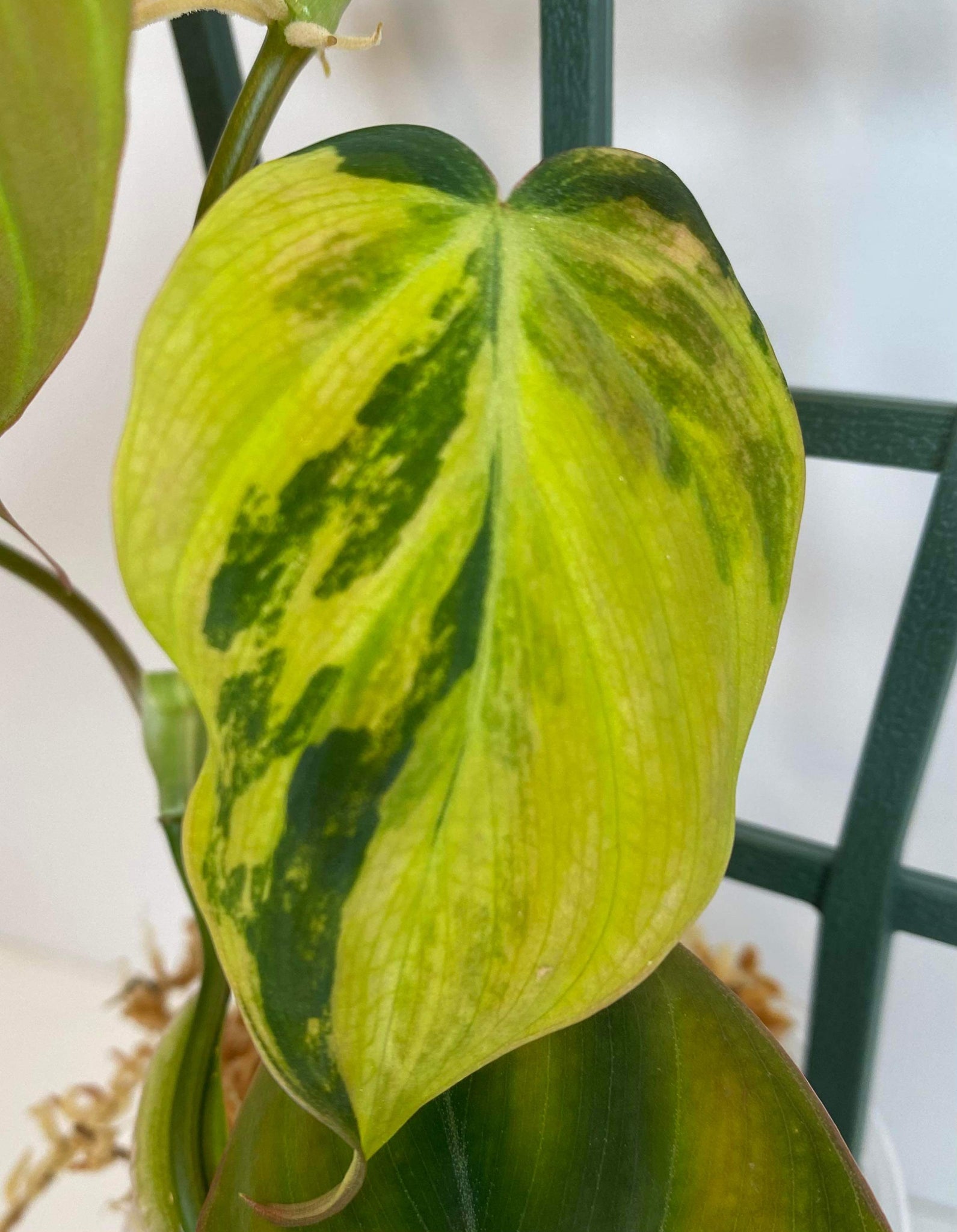 Philodendron Micans Variegated - J2