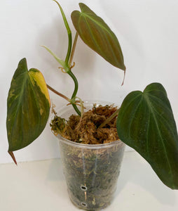 Philodendron Micans Variegated - J3