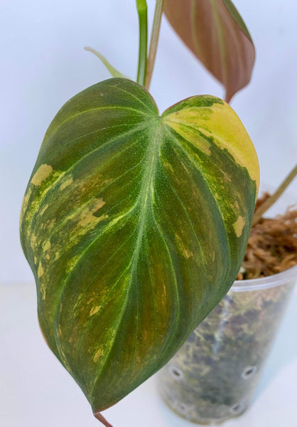 Philodendron Micans Variegated - J3