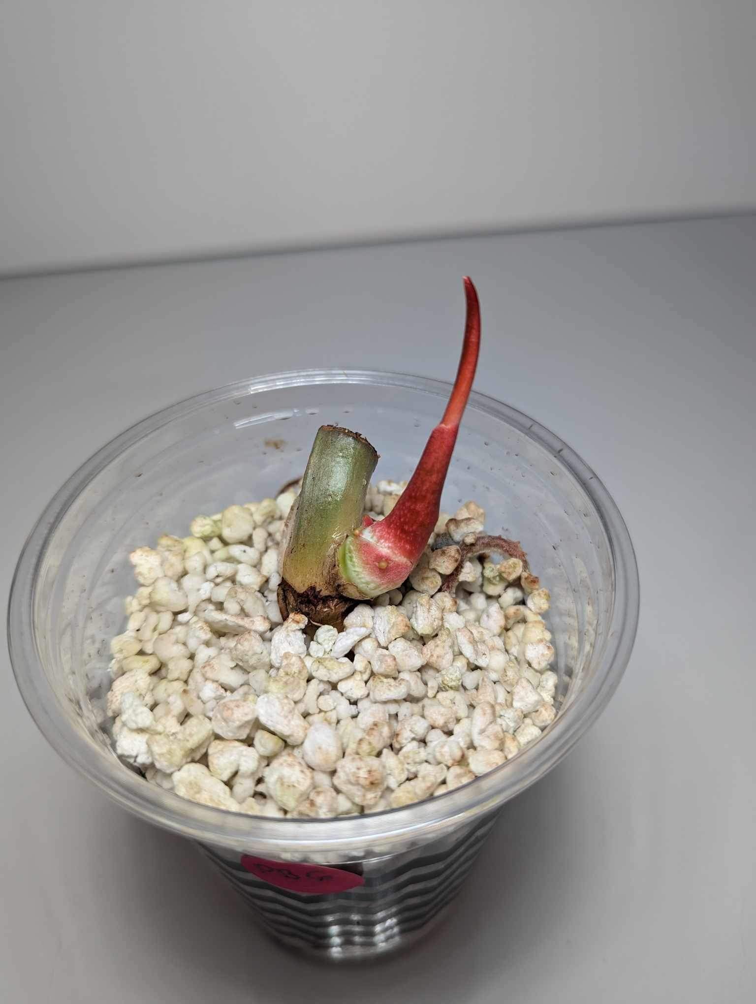 Philodendron Plowmanii "Blackface" (WETSTICK) - PB6