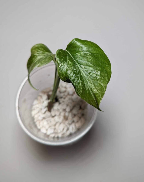 Monstera Albo - MB3