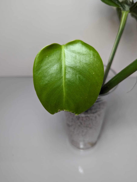 Monstera Albo - MB4