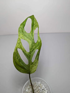 Monstera Adansonii Mint - MIM4