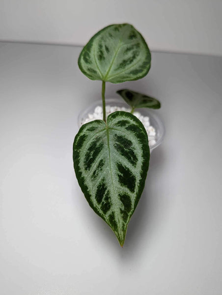 Anthurium Silver Blush - AS5