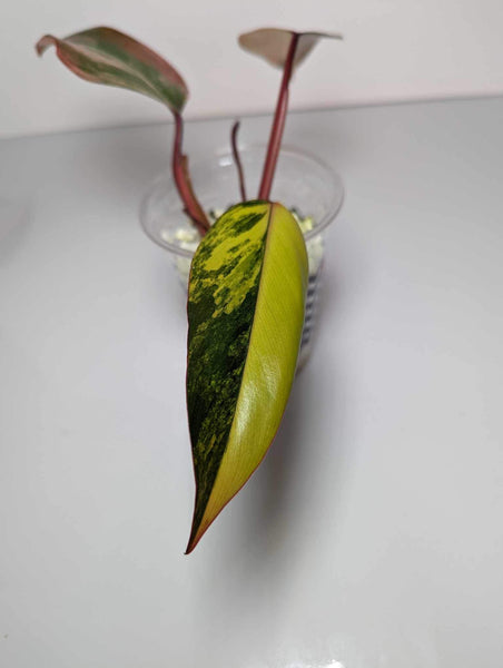 Philodendron Strawberry Shake - SS7