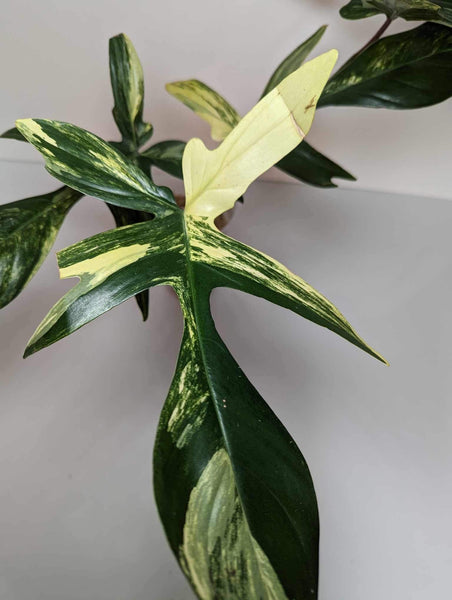 Philodendron Florida Beauty XL - FB3