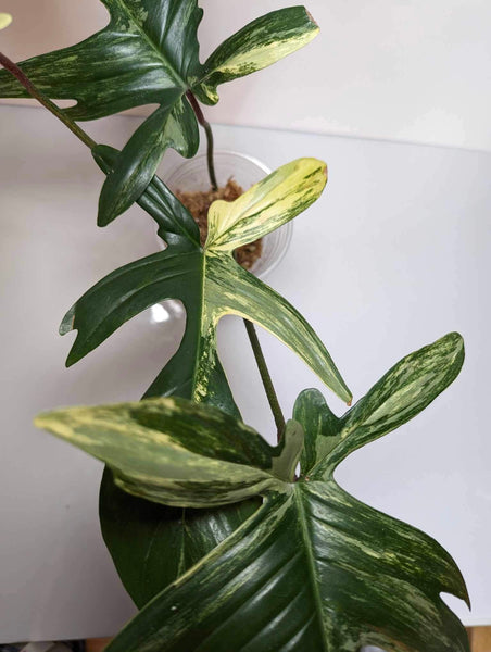 Philodendron Florida Beauty XL - FB3