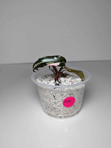 Philodendron Red Anderson (WETSTICK) - RA11