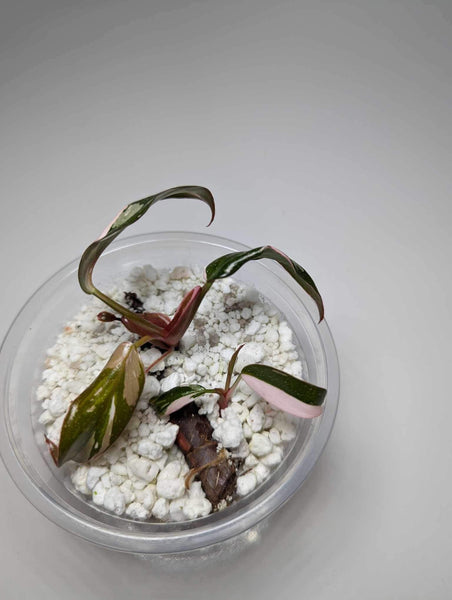 Philodendron Red Anderson (WETSTICK) - RA11