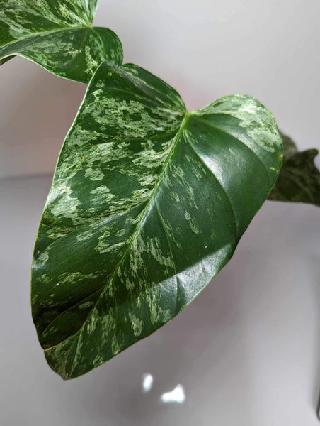 Philodendron Giganteum Blizzard - GV2