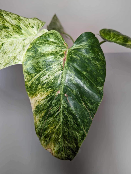 Philodendron Giganteum Blizzard - GV3