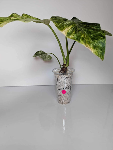 Philodendron Giganteum Blizzard - GV3