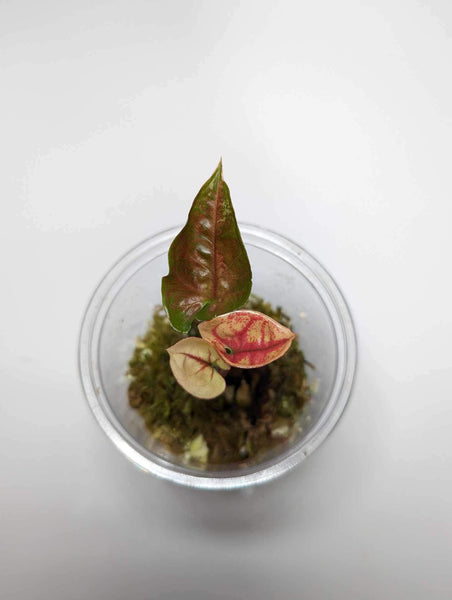 Syngonium Strawberry Ice - SSI