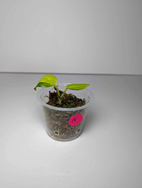 Epipremnum pinnatum néon "variegated" - N