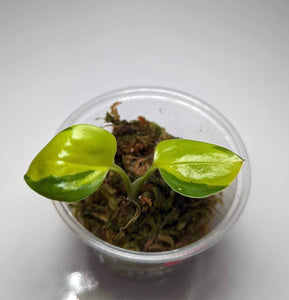 Epipremnum pinnatum néon "variegated" - N