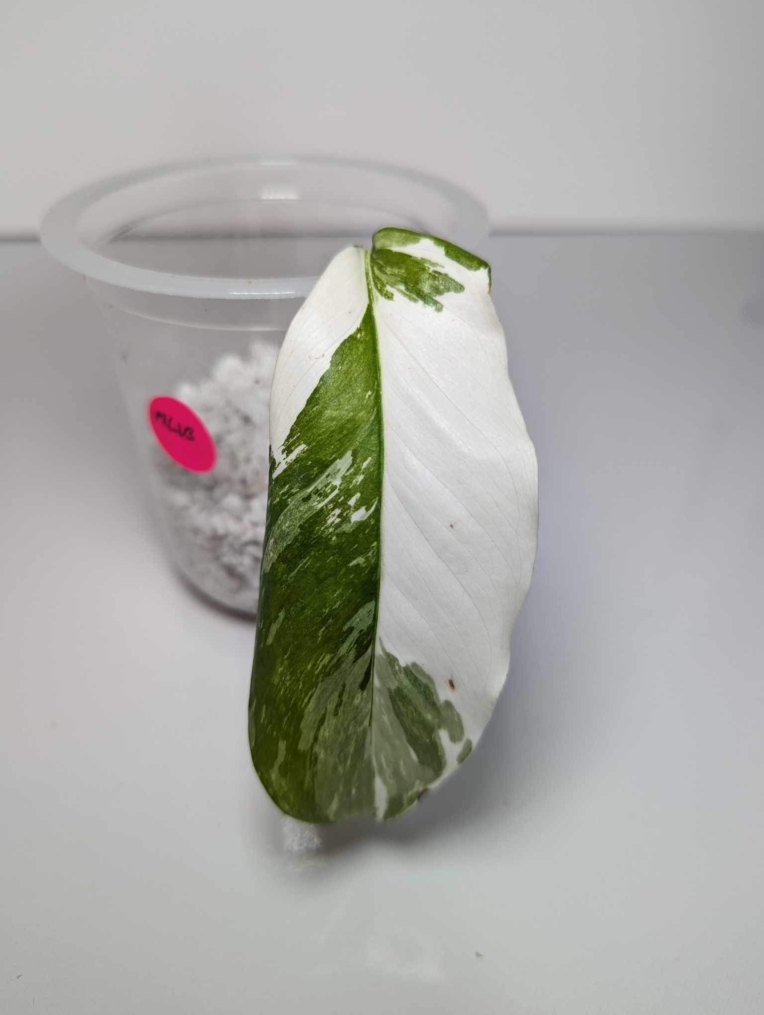 Monstera Lechleriana Variegated - MLV3