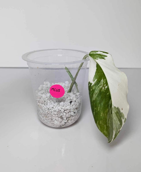 Monstera Lechleriana Variegated - MLV3