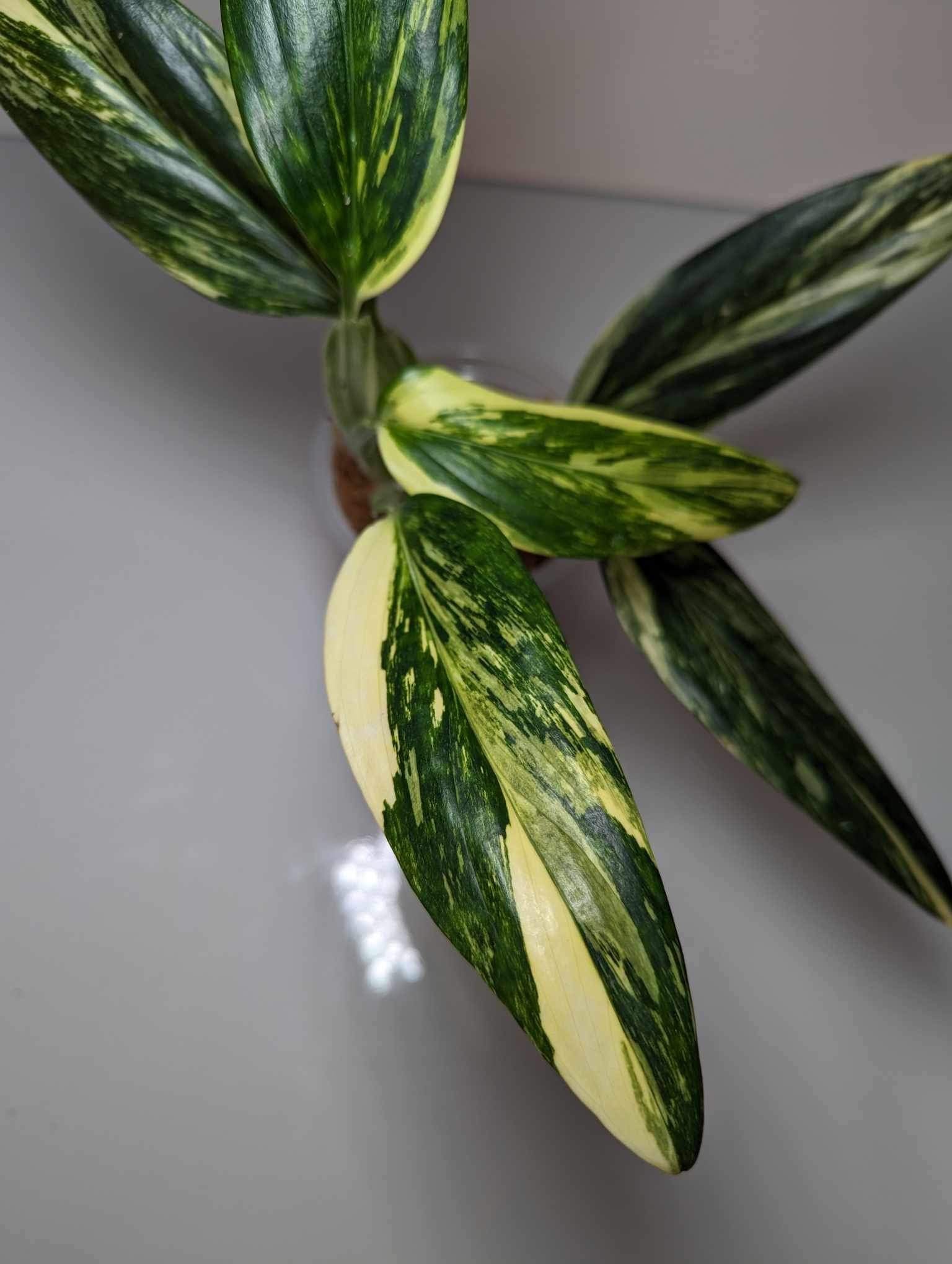 Monstera Standleyana Aurea - MSA