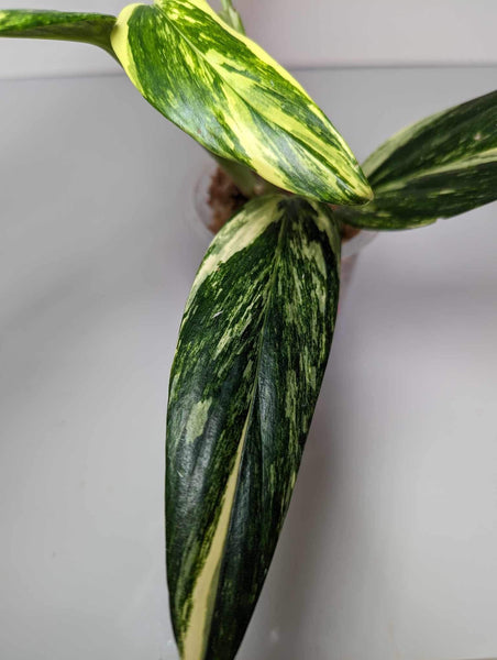 Monstera Standleyana Aurea - MSA