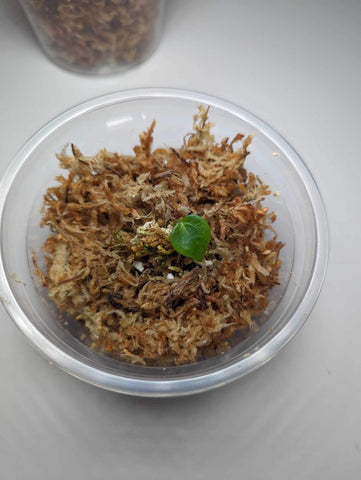 Anthurium Papillilaminum x Magnificum (SEEDLING)