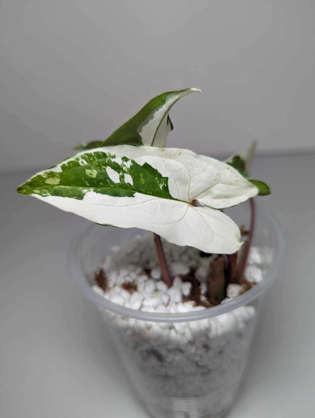 Syngonium Albo - SA