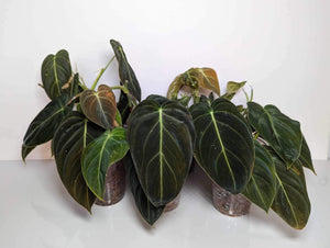 Philodendron Melanochrysum