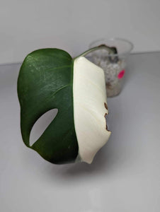 Monstera Albo- JMA1