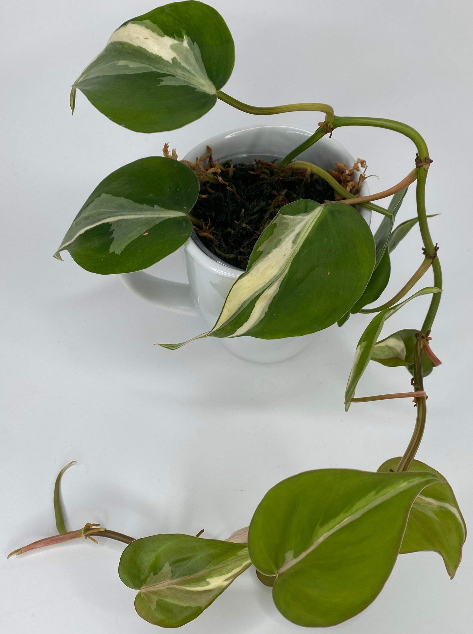 Philodendron Hederaceum Rio XXL - B