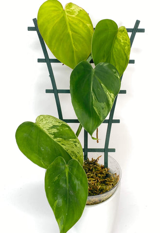 Philodendron Hederaceum Variegated - 12