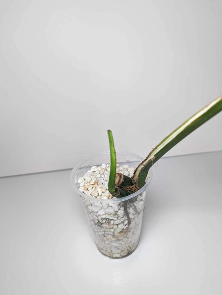 Monstera Albo- JMA2