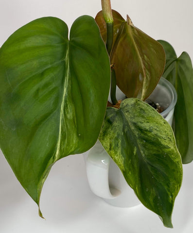 Philodendron Hederaceum Variegated XL - 14
