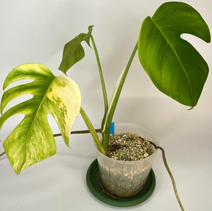 Philodendron Melanochrysum Variegata - MV2