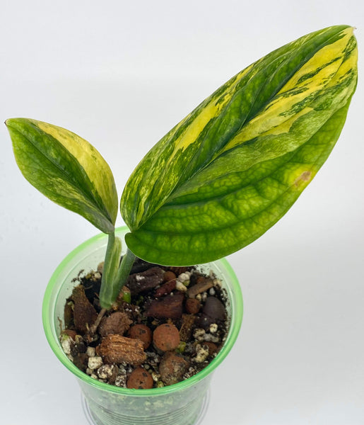 Philodendron Melanochrysum Variegata - MV2