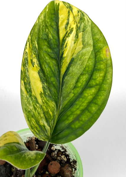 Philodendron Melanochrysum Variegata - MV2