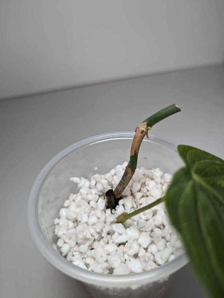 Philodendron Melanochrysum Variegata - MV3