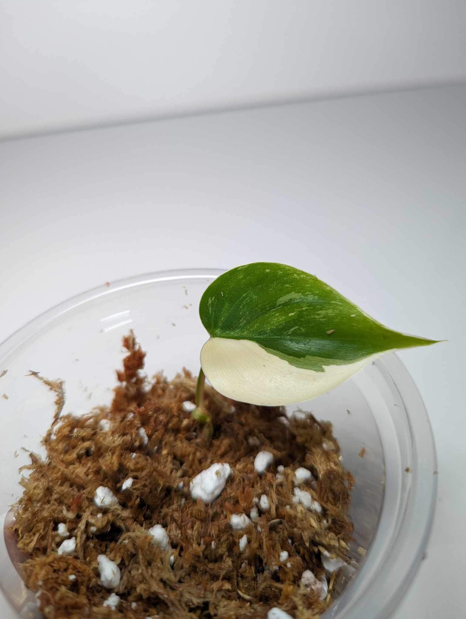 Philodendron hederaceum ALBO variegated (VERY VERY RARE) - HA2
