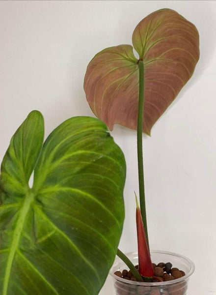 Philodendron El Choco Red - 7