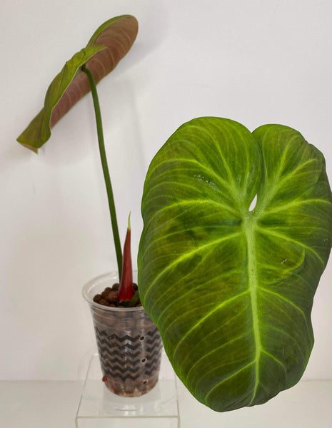 Philodendron El Choco Red - 7