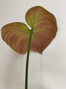 Philodendron El Choco Red - 7