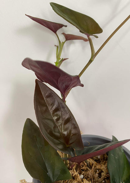 Syngonium Red Arrow  -11