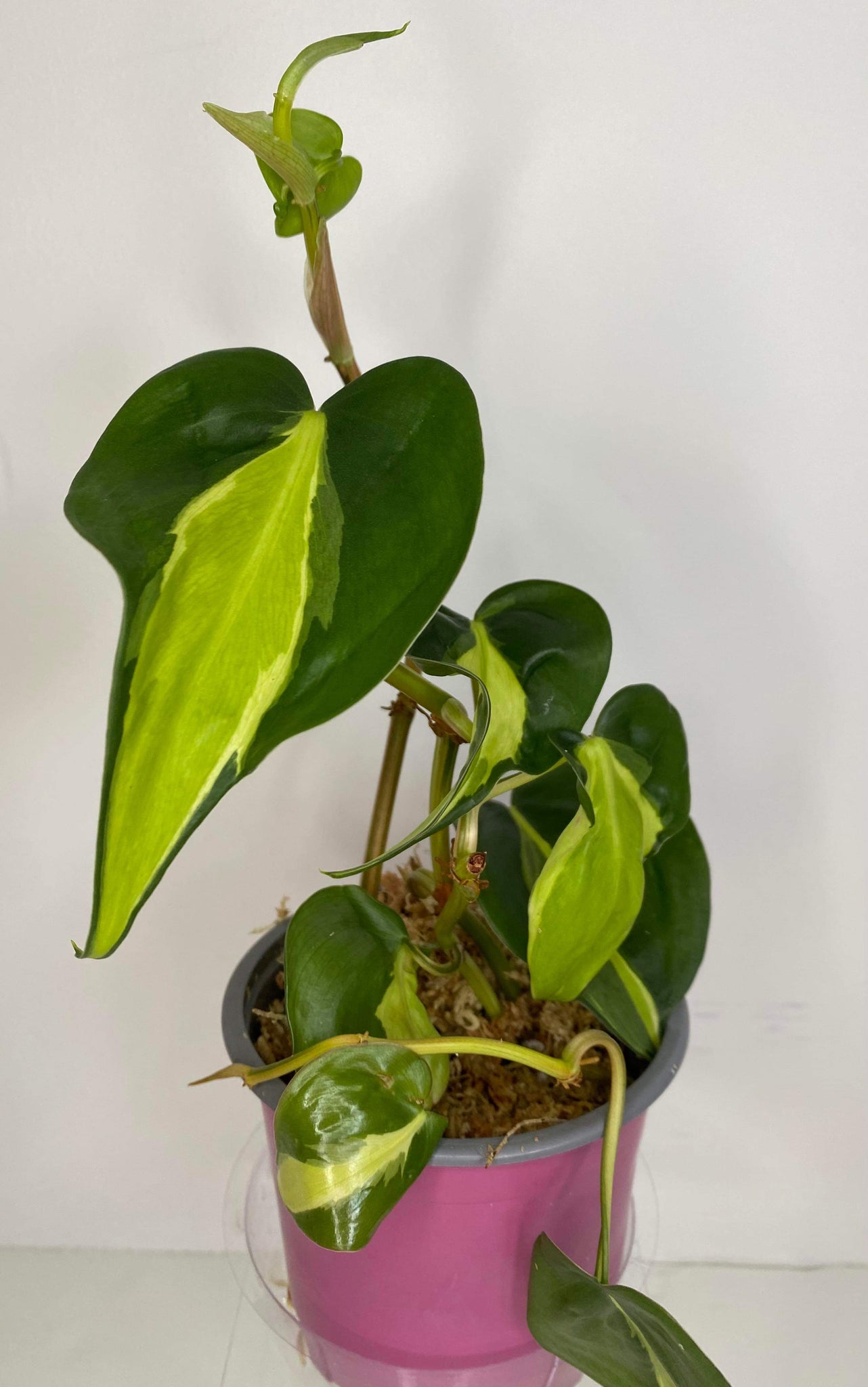 Philodendron Hederaceum Creamsplash  -12