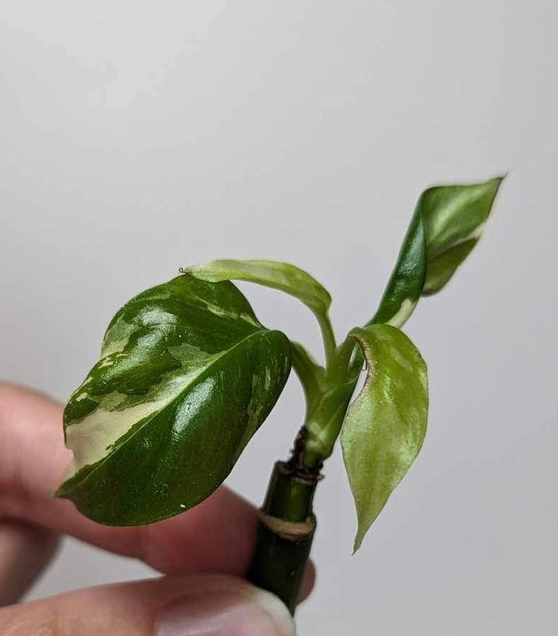 Monstera Tetrasperma Variegated (WETSTICK) -TA