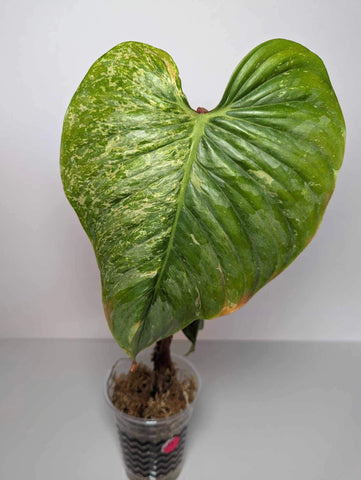 Philodendron Sodiroi Variegated - 3